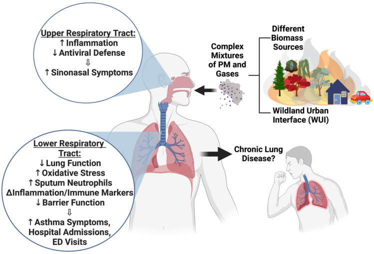 The Effects of Wildfire Smoke on Asthma and Allergy.