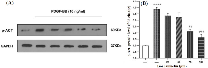 Isorhamnetin Exerts Antifibrotic Effects by Attenuating Platelet-Derived Growth Factor-BB-induced HSC-T6 Cells Activation via Suppressing PI3K-AKT Signaling Pathway