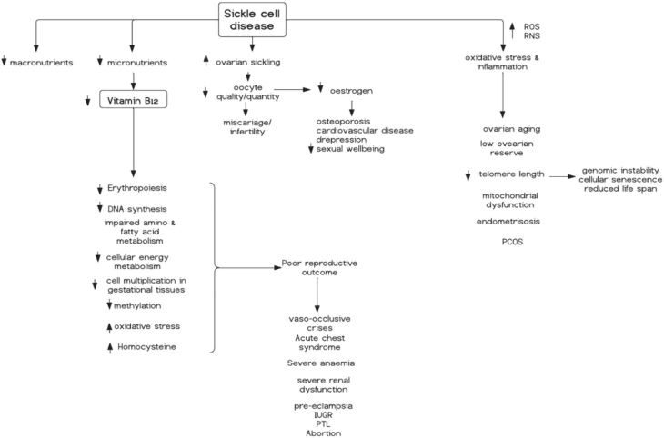 Impact of vitamin B12 on the reproductive health of women with sickle cell disease: a narrative review.