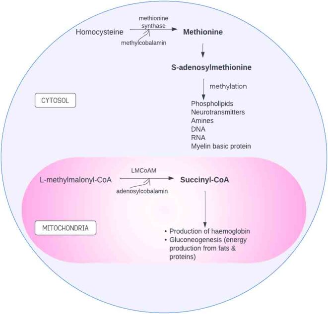 Impact of vitamin B12 on the reproductive health of women with sickle cell disease: a narrative review.