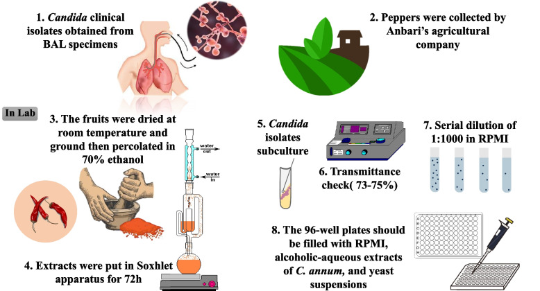 Antifungal activity of three different varieties of Capsicum annuum against clinical isolates of Candida species.