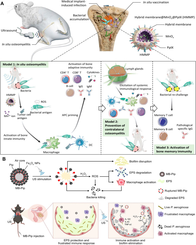 Nanotherapeutics with immunoregulatory functions for the treatment of bacterial infection.