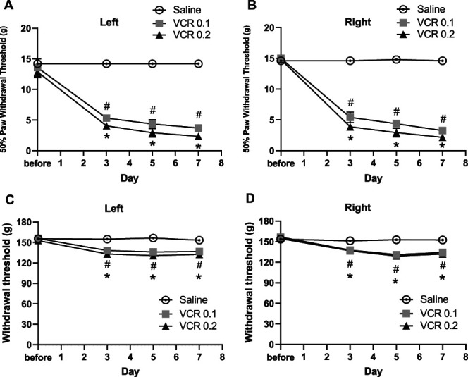 Decreased expression of hyaluronan synthase and loss of hyaluronan-rich cells in the anterior tibial fascia of the rat model of chemotherapy-induced peripheral neuropathy.