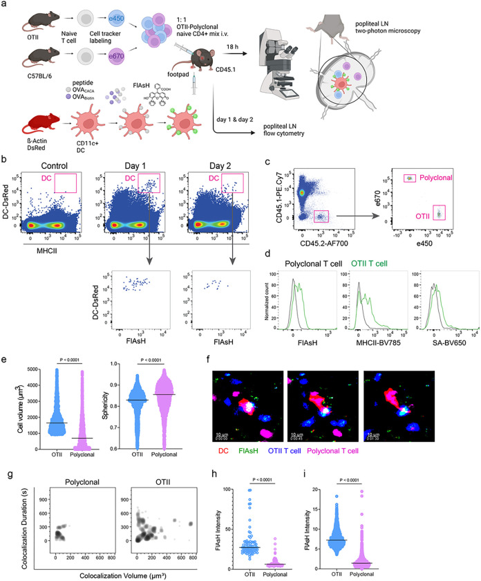 Illuminating T cell-dendritic cell interactions in vivo by FlAsHing antigens.