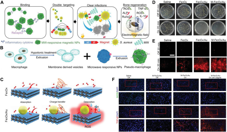 Nanotherapeutics with immunoregulatory functions for the treatment of bacterial infection.