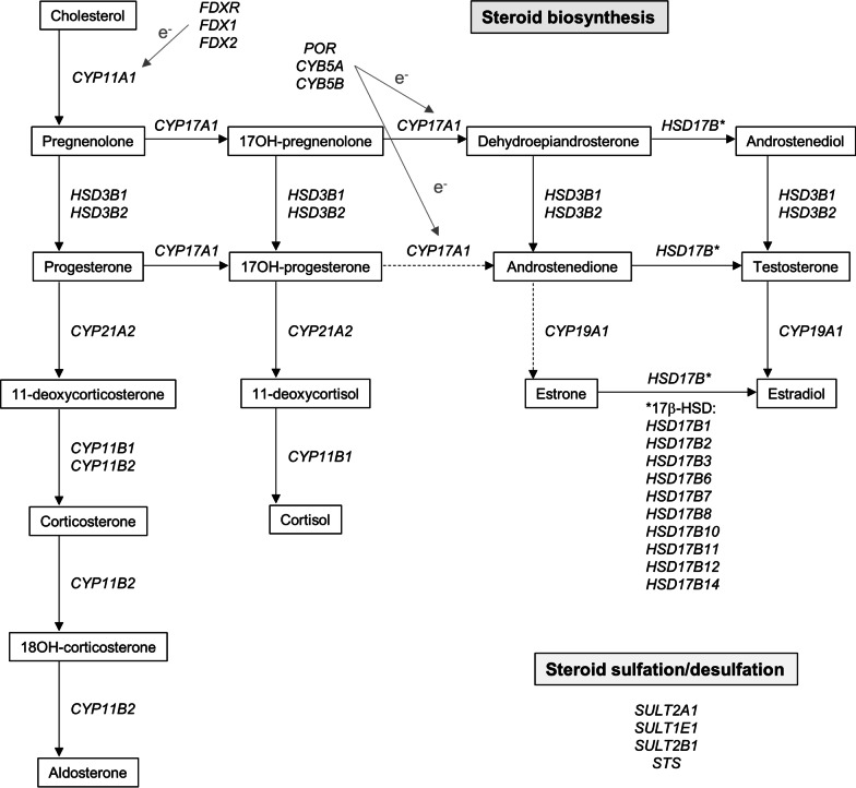 Abnormal DNA methylation within genes of the steroidogenesis pathway two years after paediatric critical illness and association with stunted growth in height further in time.