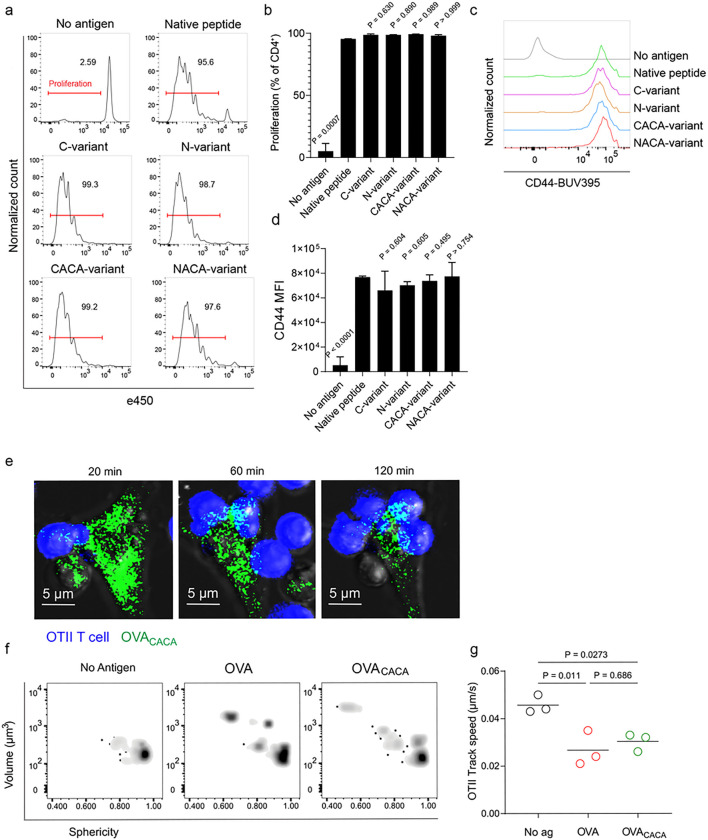 Illuminating T cell-dendritic cell interactions in vivo by FlAsHing antigens.