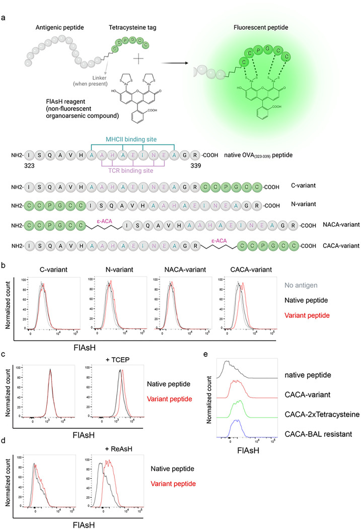 Illuminating T cell-dendritic cell interactions in vivo by FlAsHing antigens.