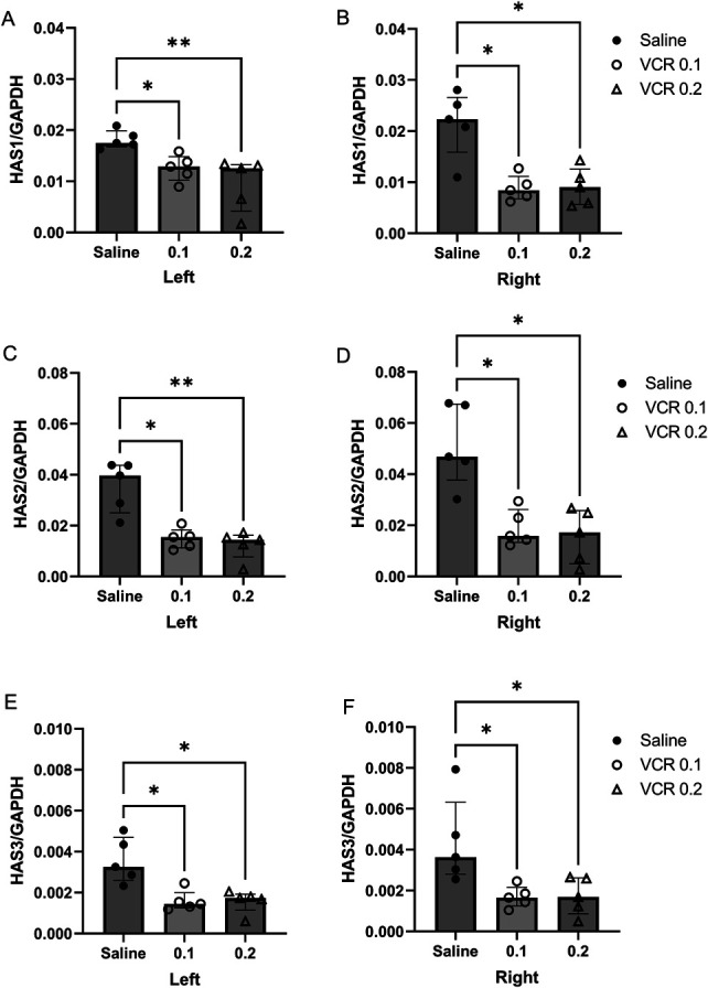 Decreased expression of hyaluronan synthase and loss of hyaluronan-rich cells in the anterior tibial fascia of the rat model of chemotherapy-induced peripheral neuropathy.