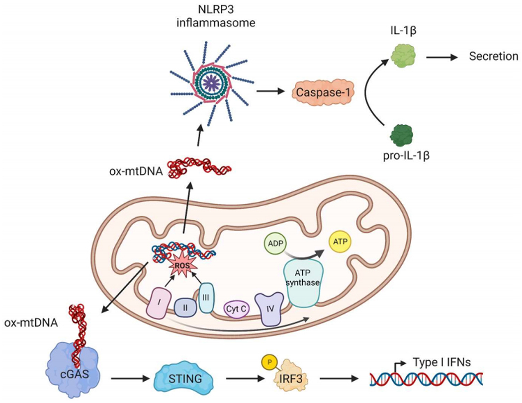 Cardiovascular aging: the mitochondrial influence.