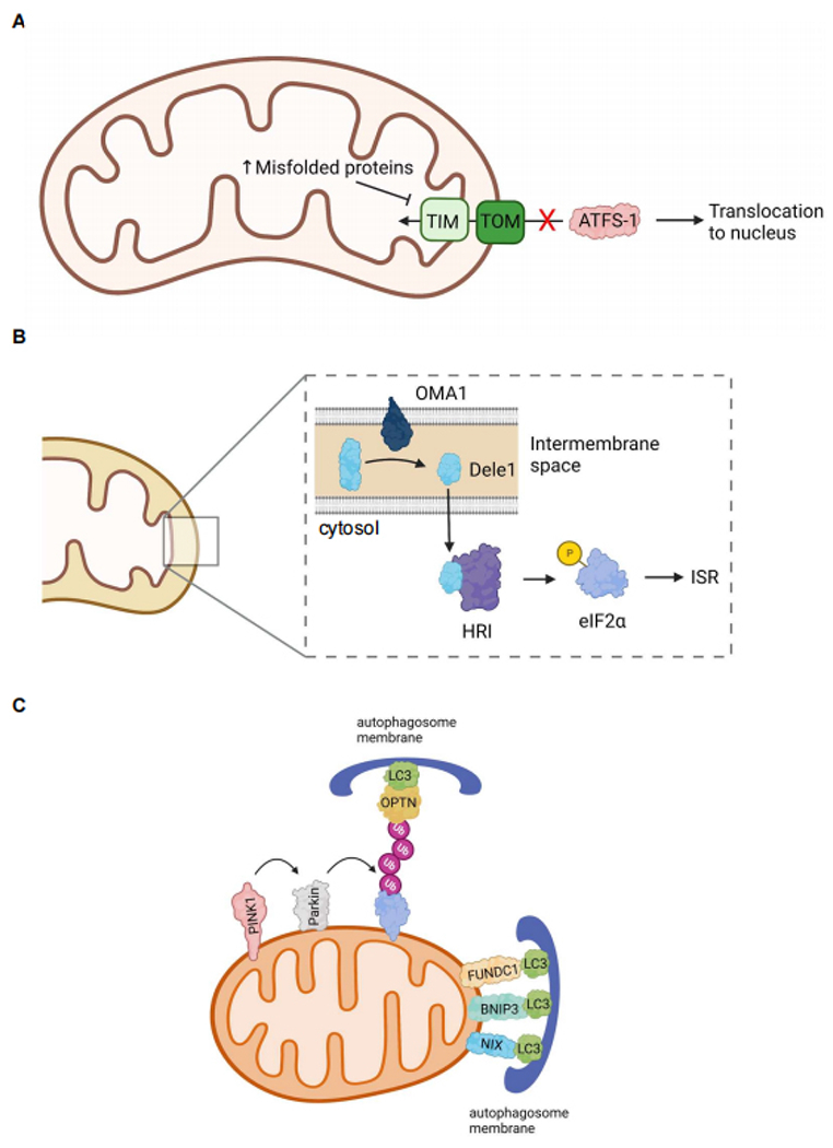 Cardiovascular aging: the mitochondrial influence.