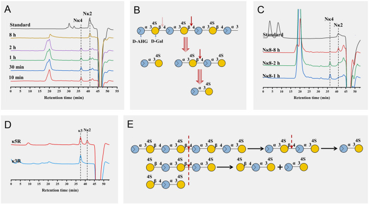 Expanding the application range of the <i>κ</i>‑carrageenase OUC-FaKC16A when preparing oligosaccharides from <i>κ</i>-carrageenan and furcellaran.