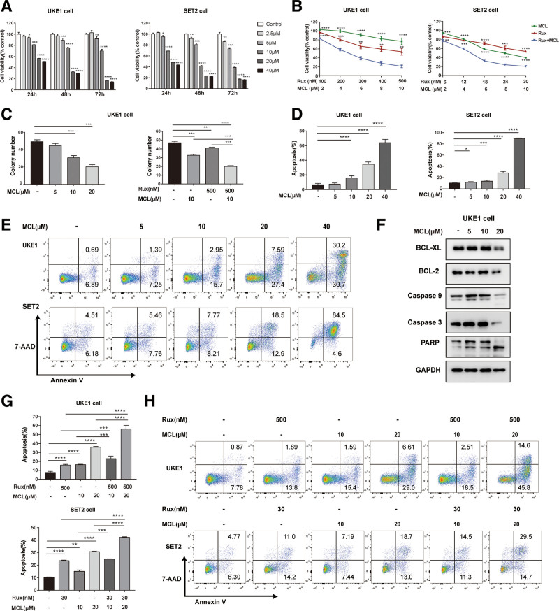 Micheliolide exerts effects in myeloproliferative neoplasms through inhibiting STAT3/5 phosphorylation via covalent binding to STAT3/5 proteins.