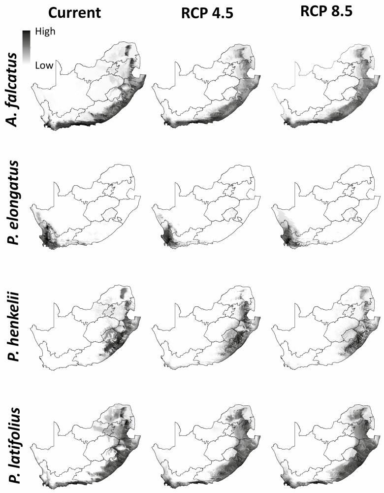 Projecting Podocarpaceae response to climate change: we are not out of the woods yet.