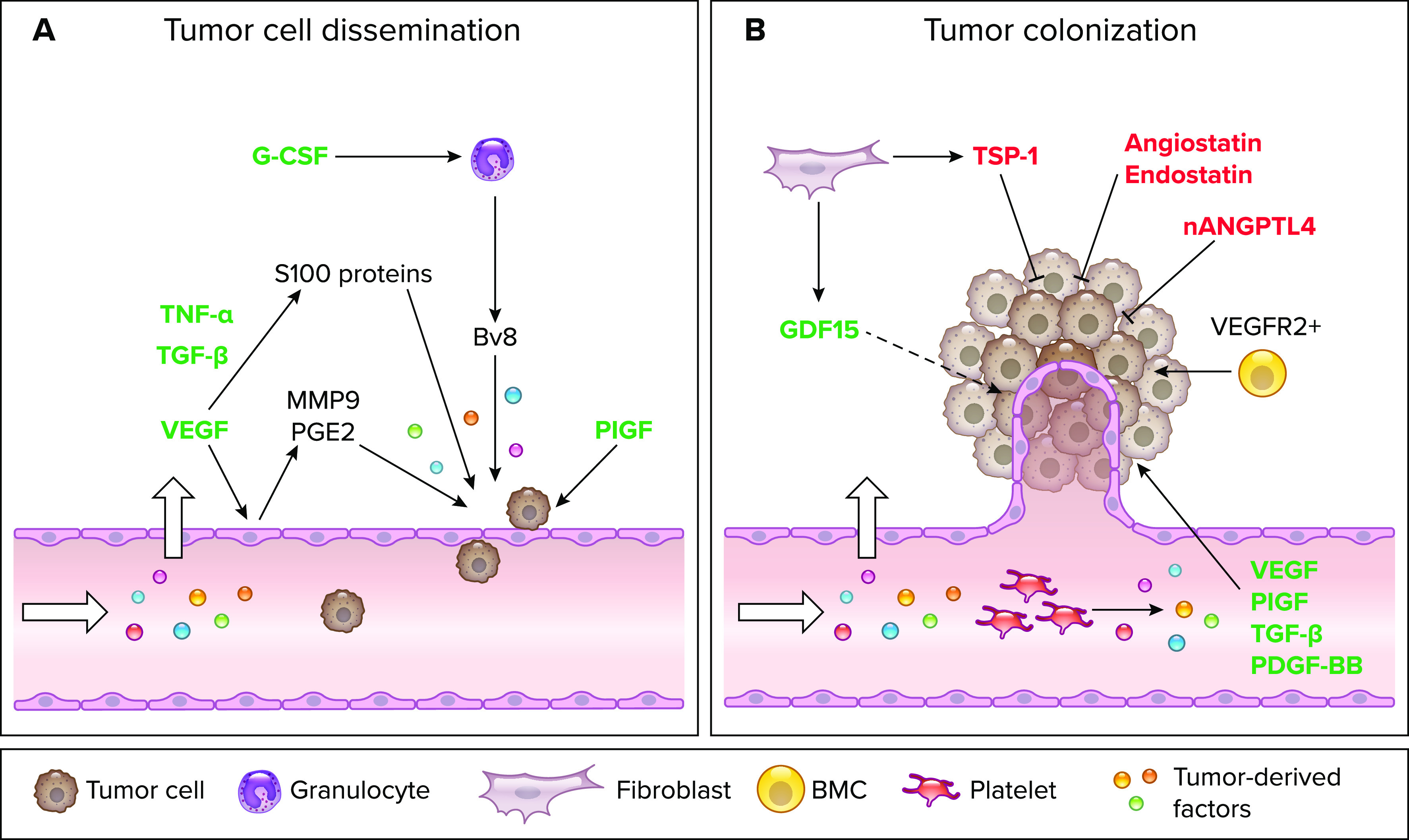 Systemic Reprogramming of Endothelial Cell Signaling in Metastasis and Cachexia.