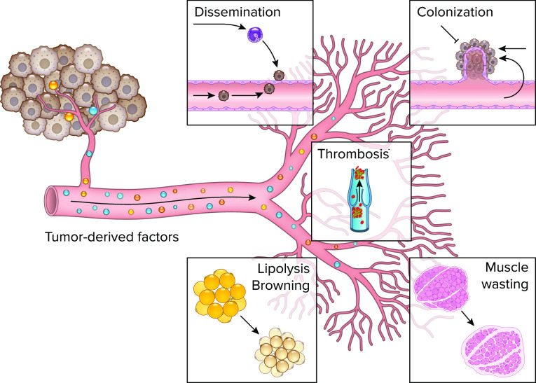 Systemic Reprogramming of Endothelial Cell Signaling in Metastasis and Cachexia.