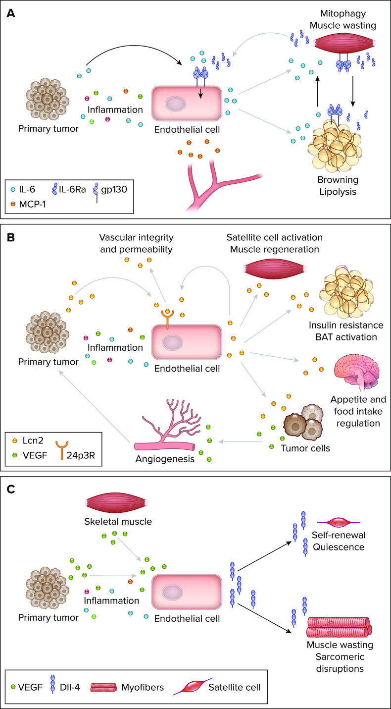 Systemic Reprogramming of Endothelial Cell Signaling in Metastasis and Cachexia.