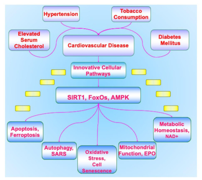 Innovative therapeutic strategies for cardiovascular disease.