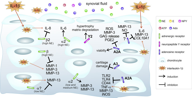 Role of the Sympathetic Nervous System in Mild Chronic Inflammatory Diseases: Focus on Osteoarthritis.