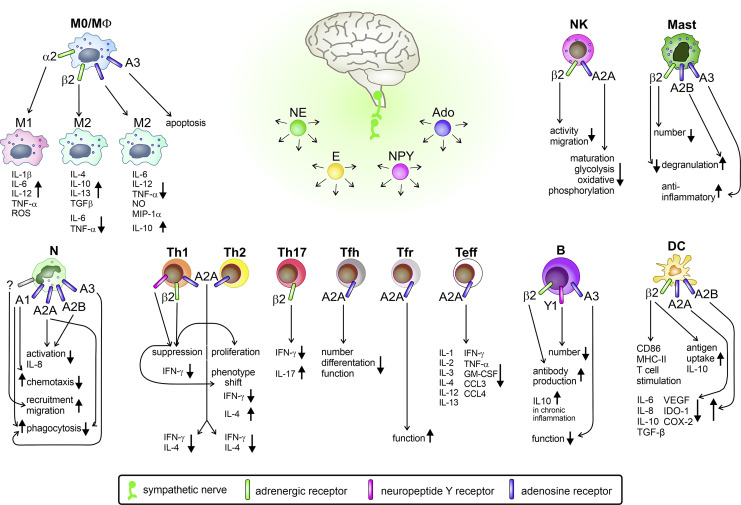 Role of the Sympathetic Nervous System in Mild Chronic Inflammatory Diseases: Focus on Osteoarthritis.