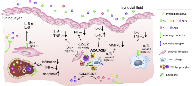 Role of the Sympathetic Nervous System in Mild Chronic Inflammatory Diseases: Focus on Osteoarthritis.