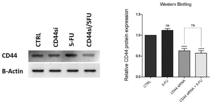 CD44 Suppression Improved the Chemosensitivity of HT-29 Colorectal Cancer Cells to 5-Fluorouracil and Inhibited Cell Migration.