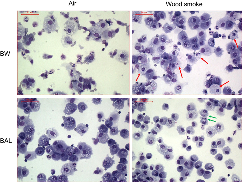 Reduced bronchoalveolar macrophage phagocytosis and cytotoxic effects after controlled short-term exposure to wood smoke in healthy humans.