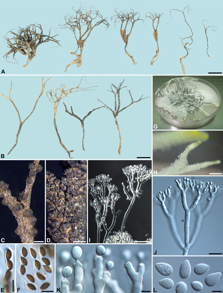 Xylaria furcata reconsidered and nine resembling species.