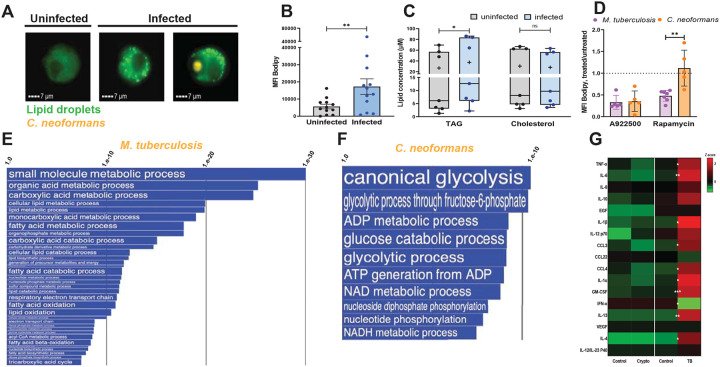 Cryptococcosis, tuberculosis, and a kidney cancer fail to fit the atherosclerosis paradigm for foam cell lipid content.