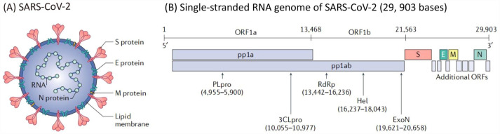 M<sup>pro</sup>-targeted anti-SARS-CoV-2 inhibitor-based drugs.