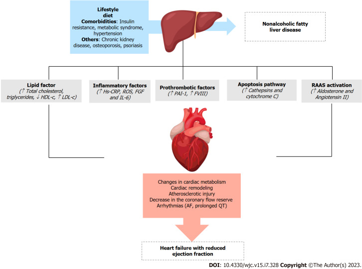 Therapies for patients with coexisting heart failure with reduced ejection fraction and non-alcoholic fatty liver disease.