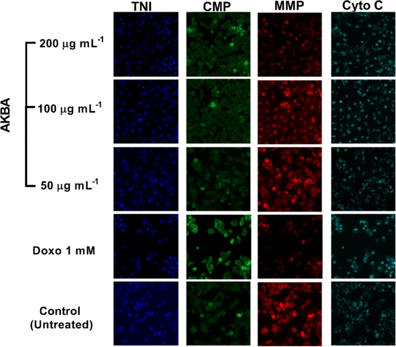 Antiproliferative and cell cycle arrest potentials of 3-O-acetyl-11-keto-β-boswellic acid against MCF-7 cells in vitro.