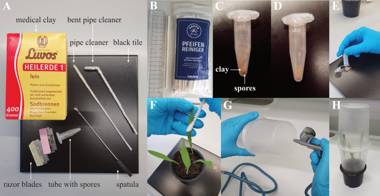 Simplifying Barley Leaf Rust Research: An Easy and Reproducible Infection Protocol for <i>Puccinia hordei</i> on a Small Laboratory Scale.