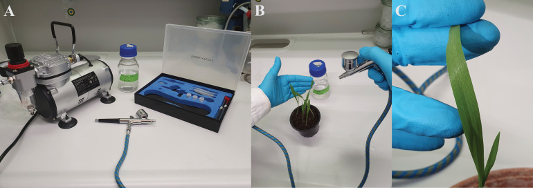 Simplifying Barley Leaf Rust Research: An Easy and Reproducible Infection Protocol for <i>Puccinia hordei</i> on a Small Laboratory Scale.