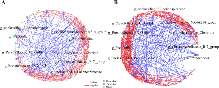 Rumen bacterial cluster identification and its influence on rumen metabolites and growth performance of young goats