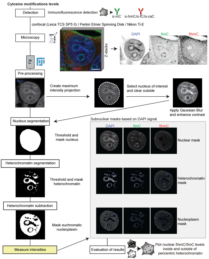 In situ Quantification of Cytosine Modification Levels in Heterochromatic Domains of Cultured Mammalian Cells.