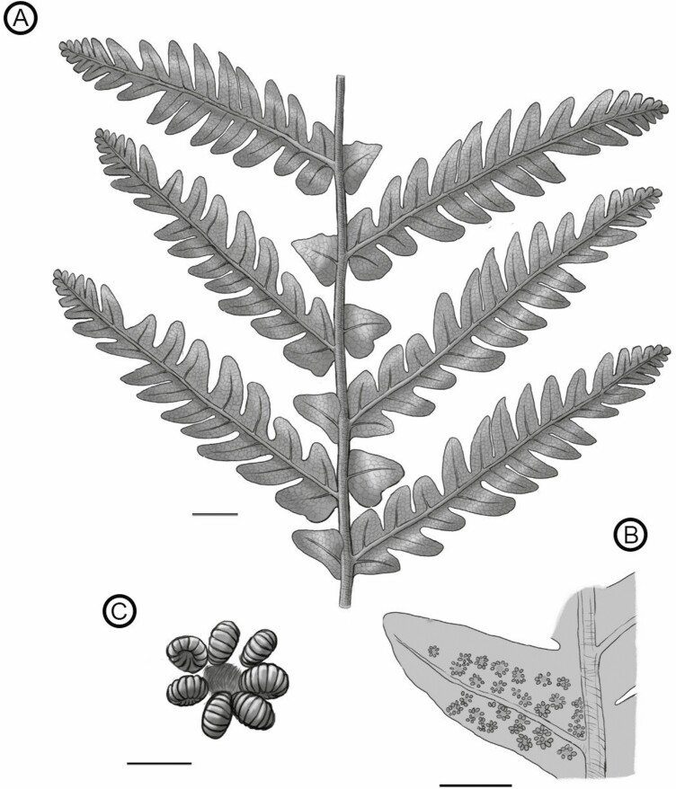 Fertile <i>Goeppertella</i> from the Jurassic of Patagonia: mosaic evolution in the Dipteridaceae-Matoniaceae lineage.