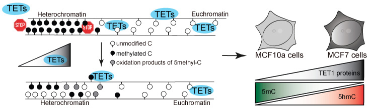 In situ Quantification of Cytosine Modification Levels in Heterochromatic Domains of Cultured Mammalian Cells.