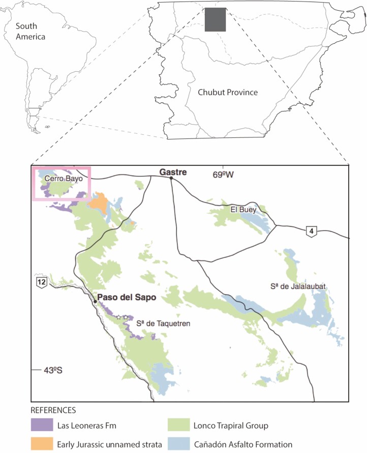 Fertile <i>Goeppertella</i> from the Jurassic of Patagonia: mosaic evolution in the Dipteridaceae-Matoniaceae lineage.