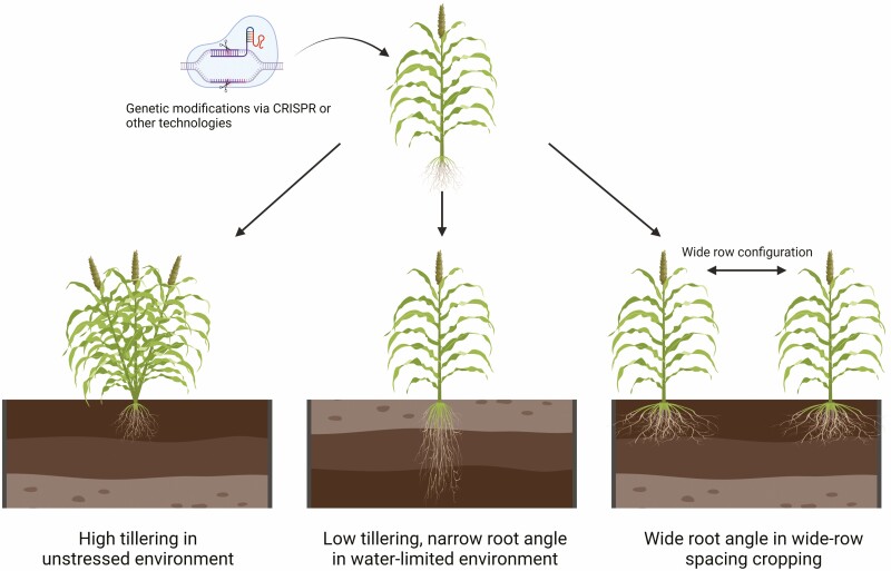 Integrating stay-green and PIN-FORMED genes: PIN-FORMED genes as potential targets for designing climate-resilient cereal ideotypes.