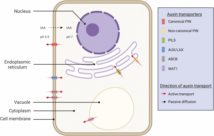 Integrating stay-green and PIN-FORMED genes: PIN-FORMED genes as potential targets for designing climate-resilient cereal ideotypes.