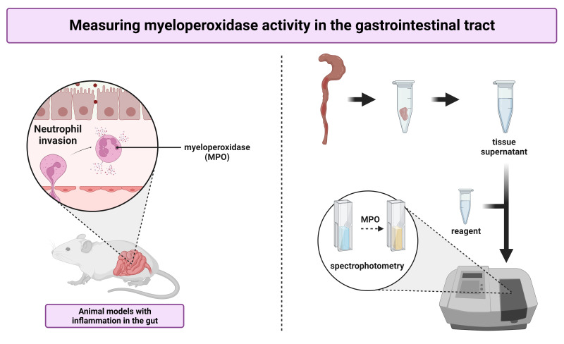 Measuring Myeloperoxidase Activity as a Marker of Inflammation in Gut Tissue Samples of Mice and Rat.