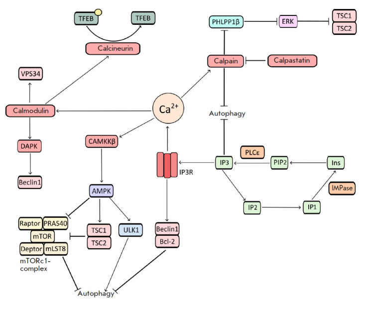 The Role of Autophagy in the Development of Pathological Conditions of the Body.