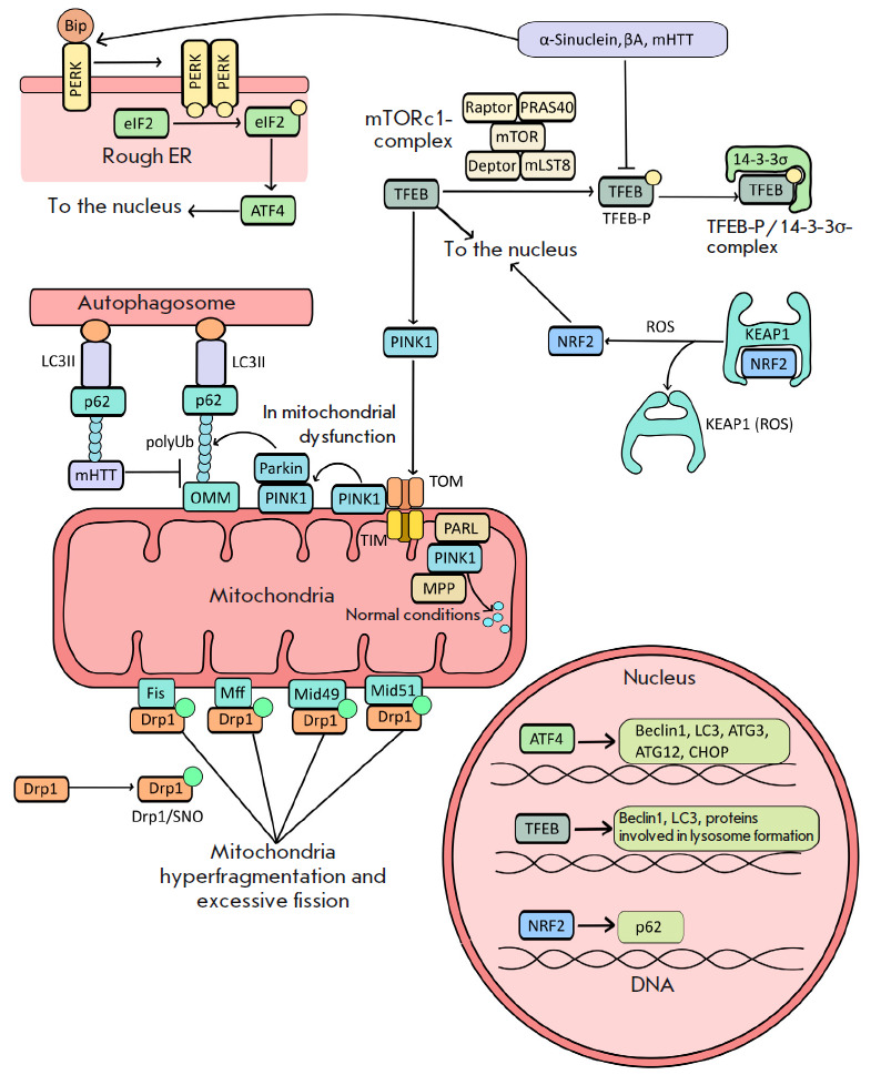 The Role of Autophagy in the Development of Pathological Conditions of the Body.