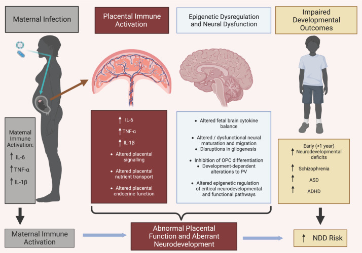 Maternal immune activation and role of placenta in the prenatal programming of neurodevelopmental disorders.