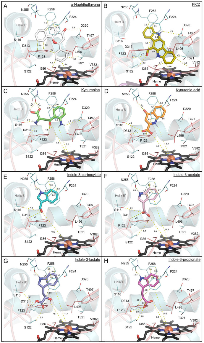 Endogenous Tryptophan-Derived Ah Receptor Ligands are Dissociated from CYP1A1/1B1-Dependent Negative-Feedback.