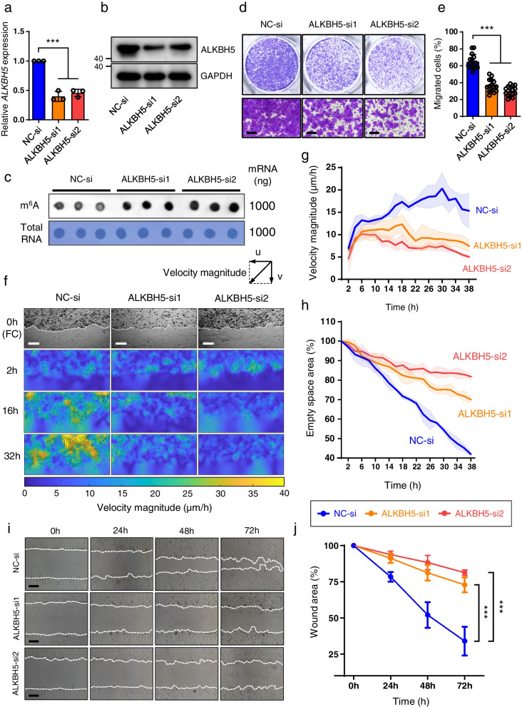 ALKBH5-mediated m<sup>6</sup>A demethylation fuels cutaneous wound re-epithelialization by enhancing PELI2 mRNA stability.