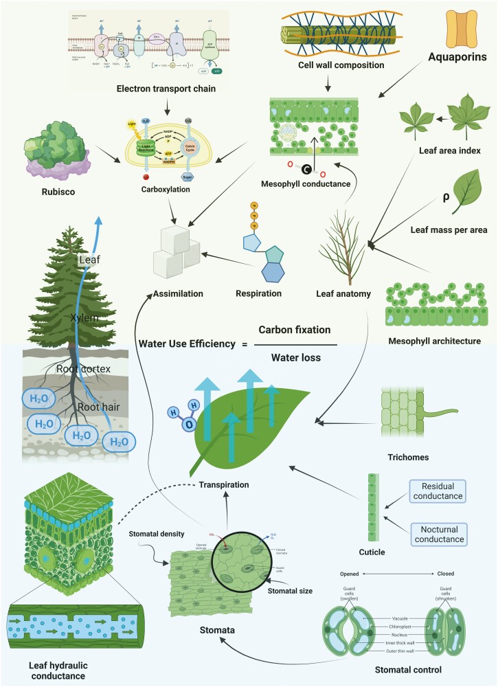 Leaf physiological and morphological constraints of water-use efficiency in C<sub>3</sub> plants.