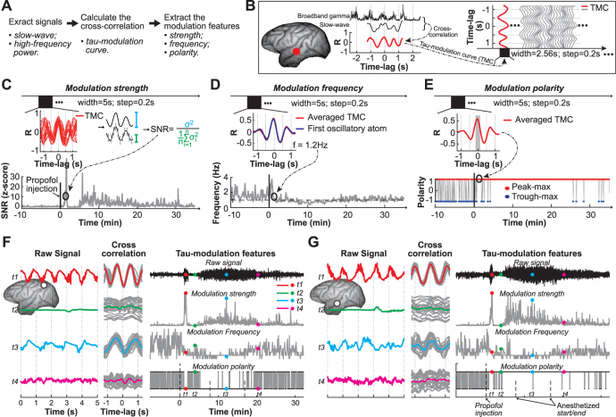 Slow-wave modulation analysis during states of unconsciousness using the novel tau-modulation method.