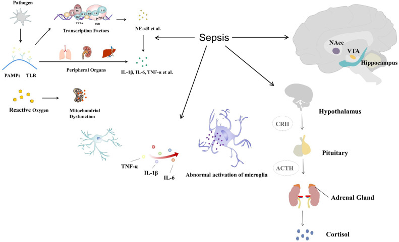 Recent advances in the study of sepsis-induced depression